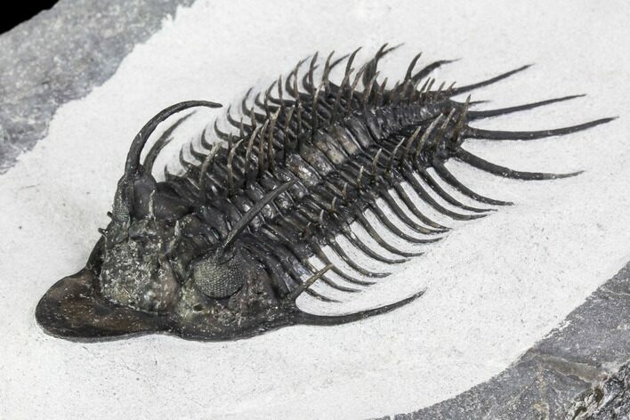 New Trilobite Species (Affinities to Quadrops) #107002